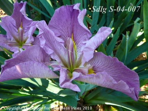 Sdlg S-04-007 833 